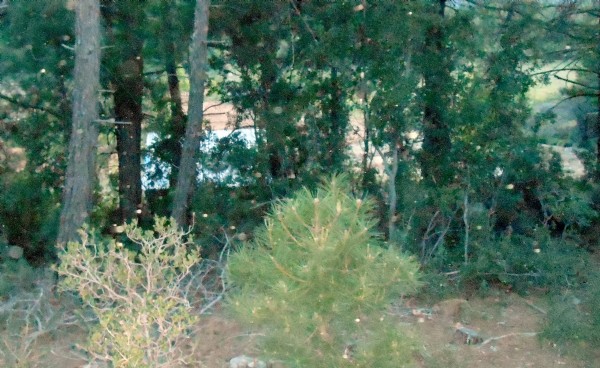 Tecavüz zanlısı 5 yıldır saklandığı ormanda yakalandı