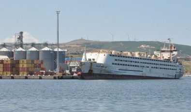 Bandırma'da Angus Tepkisi