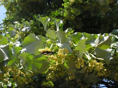 Bursa'ya 55 Bin Adet Ihlamur Fidanı...