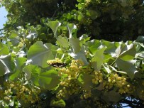 Bursa'ya 55 Bin Adet Ihlamur Fidanı...