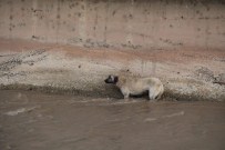 SOKAK KÖPEĞİ - Çayda Mahsur Kalan Köpeği İtfaiye Kurtardı
