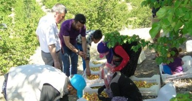 Malatya'da Kayısı Hasadı Başladı