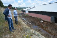 Şarbondan Ölen Hayvan Sayısı 93'E Yükseldi