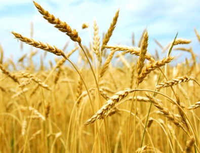 Trakya'da Buğday Hasadı Başladı