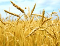 ABDULLAH GÜL - Trakya'da Buğday Hasadı Başladı