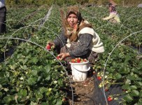ÇİLEK HASADI - Yalova'daki Çilek Hasadının Yüzde 40'I Tamamlandı