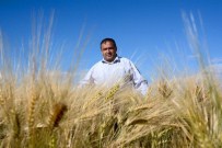 TAŞPıNAR - Aksaray'da Hasat Dönemi Başlıyor