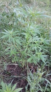 Çaycuma'da 50 Kök Kenevir Ele Geçirdi