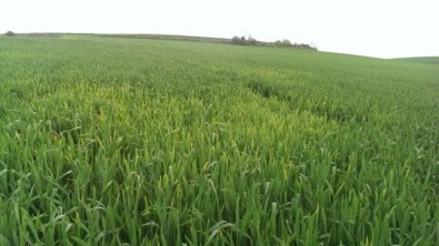 Üretici De Tedarikci De Buğdaydan Memnun