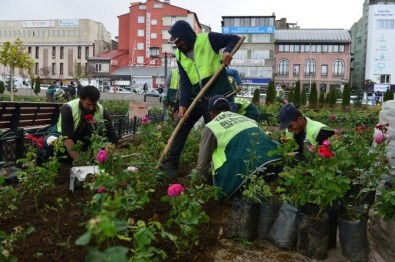 Yakutiye Belediyesi 5 Bin Ağaç Dikti
