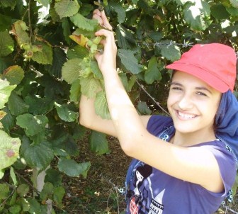 Düzceli Fındık Üreticilerine 66 Milyon TL