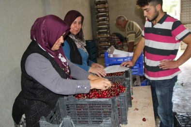 Kiraz Üreticisinin Yüzü Gülüyor