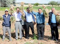 KATILIM PAYI - Aksaray'da Çiftçilerin Olmaz Dediği Sarımsak Şimdi Türkiye Dördüncüsü