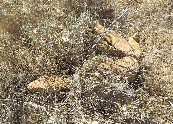 Şanlıurfa'da görüntülendi!