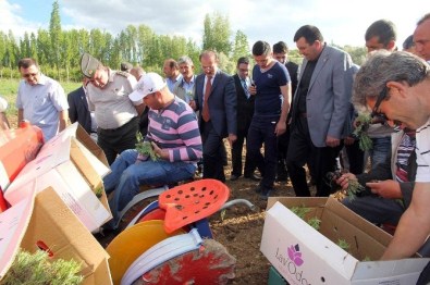 Çayıralan Çiftçisinin Yeni Gelir Kapısı Lavanta Olacak