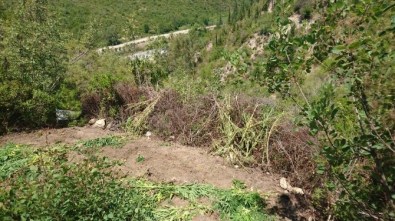 Taşağıl'da Kenevir Ve Esrar Operasyonu