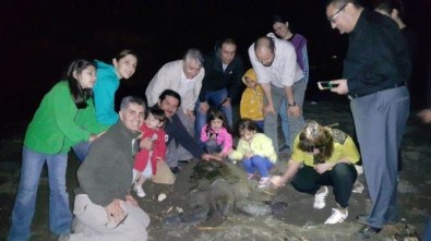 Yeşil Kaplumbağaların Yavrulama Süreci Başladı