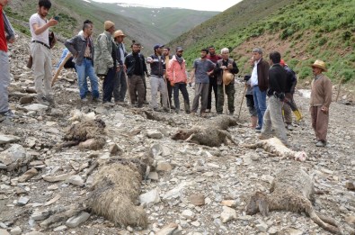 Hakkari'de Sel Açıklaması 800 Hayvan Telef Oldu