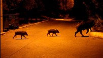 YABAN DOMUZLARI - Bodrum'da Yaban Domuzları Her Gece Şehre İniyor