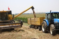 ÜNİVERSİTE KAMPÜSÜ - Çukurova'da Buğday Çiftçinin Yüzünü Güldürdü