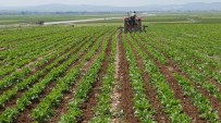 KAYSERİ ŞEKER FABRİKASI - Kayseri Şeker'den Pancar Çiftçilerine 38 Milyon Çapa Avansı Ödendi