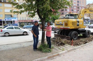 Kdz. Ereğli'de TEK Kişilik Ağaç Eylemi