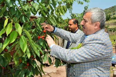 Körfez'de Kiraz Festivali Heyecanı Başlıyor