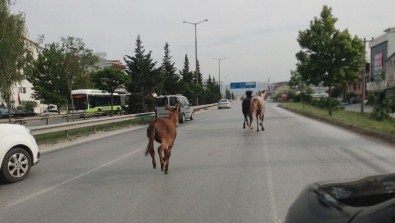 İki at, bir eşek şehri birbirine kattı