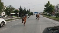 TEM OTOYOLU - İki at, bir eşek şehri birbirine kattı
