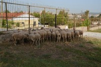 Aliağa'da 'Kuzu' Operasyonu