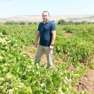 Bağ Salkım Güvesi Zararlısı Ve Külleme Hastalığına Karşı Uyarı