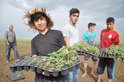 Diyarbakırlı Aileler Umutlarını Muş'ta Toprağa Bağladı