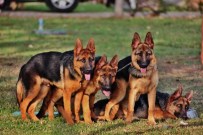 En Güzel Köpekler Bodrum'da Belirlendi