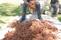 DÖVME - Kilosu 20 Liradan Satılıyor