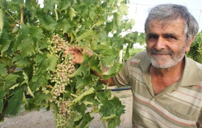 Üzümcüyü Dolu Ve Don Afetinden Sonra Güneş Vurdu