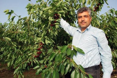 Avrupalı Salihli Kirazını Sevdi, Hedef Çin Pazarı