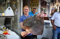 KALKAN BALIĞI - Dev Kalkan Balığı Kilosu 70 TL'den Satışa Sunuldu