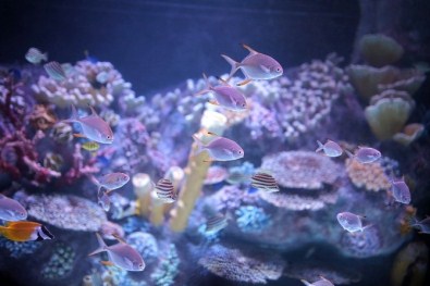 İstanbul'un En Uzun Su Altı Tüneline Sahip Akvaryumu