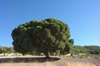 Kilis'te 300 Yıllık Çam Ağacı