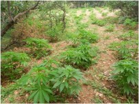 Malatya'da 158 Kök Kenevir Bitkisi Ele Geçirildi