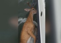 KÖPEKBALIĞI - Okyanustan Köpek Balığı Yerine Geyik Çıktı