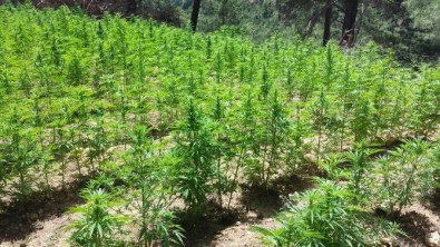 Ormanda Hint Keneviri Eken İki Çoban Tutuklandı