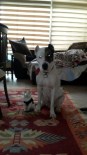 BELDIBI - Yasak Irk Melez Köpek Mahkemelik Oldu