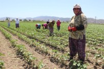 Aydınlı Kadınların 50 Derece Sıcakta 40 Liralık Ekmek Mücadelesi