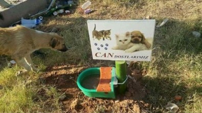 Büyükşehir Sokak Hayvanlarını Unutmadı