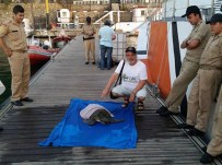 DALYAN - Caretta Deniz Kaplumbağasını Sahil Güvenlik Kurtardı
