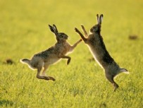 KAÇAK AVCI - Farla öldürülen yaban tavşanları buzdolabından çıktı