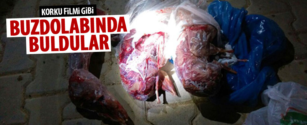 Farla öldürülen yaban tavşanları buzdolabından çıktı