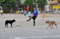 SOKAK KÖPEKLERİ - Futbol Turnuvasını Köpekler Bastı