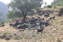 HABUR - Sıcaktan Bunalan Hayvanlar Habur Çayı'nda Serinletiliyor